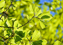 Kevään vihreät lehdet puussa