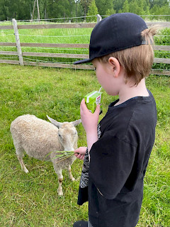 Poika syöttää lammasta laitumella. Pojalla on musta lippis ja musta t-paita.