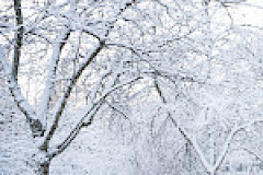 puu jonka päällä on lumikerros