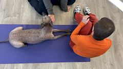 Koira makaa vierellään oranssipaitainen lapsi