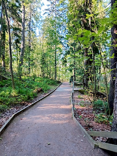 Leveä hiekkapolku, jonka reunoilla vihreitä puita.