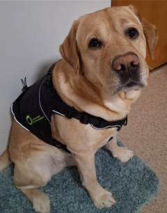 Valokuva istuvasta kuntoutuskoira kamusta joka on vaalea labradorinnoutaja