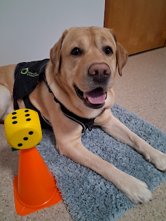 kuntoutuskoira kamu makaa harmaan maton päällä ja vieressä sillä on keltainen arpakuutio ja oranssi kartio