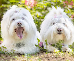 kaksi valkoista koiraa nimeltään Nami ja Vanilla toisella on suu auki ja kieli on ulkona