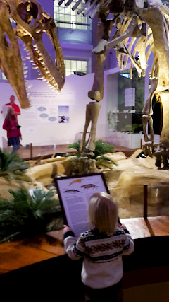 Pieni poika lukee infotaulua dinosauruksista. Ja yläpuolella dinosauruksen luurangot.